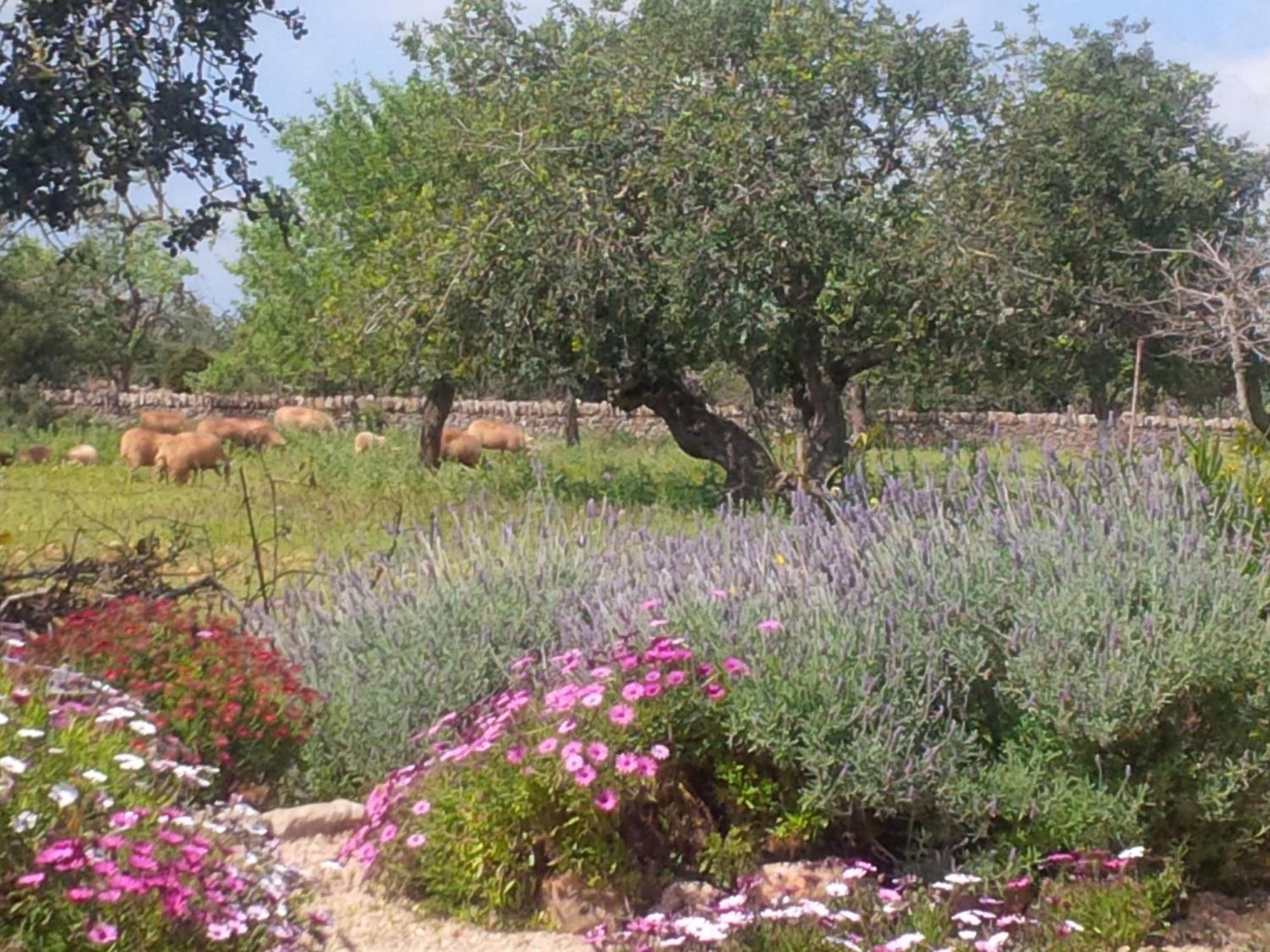 Finca Son Marimon (Adults Only) Santanyi Bagian luar foto
