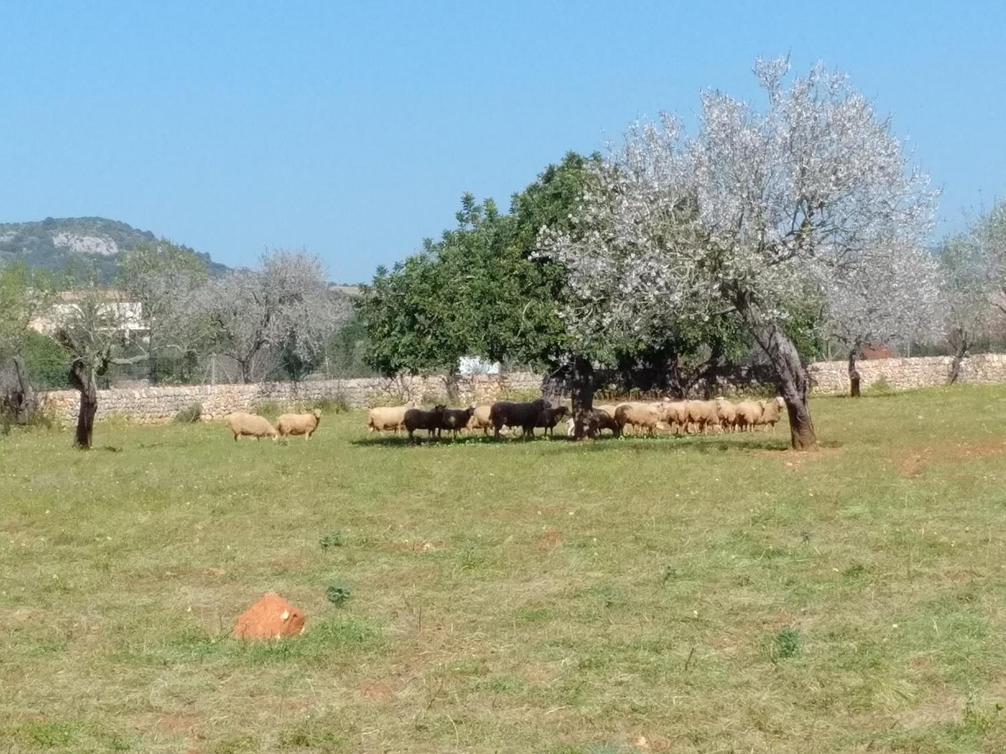 Finca Son Marimon (Adults Only) Santanyi Bagian luar foto