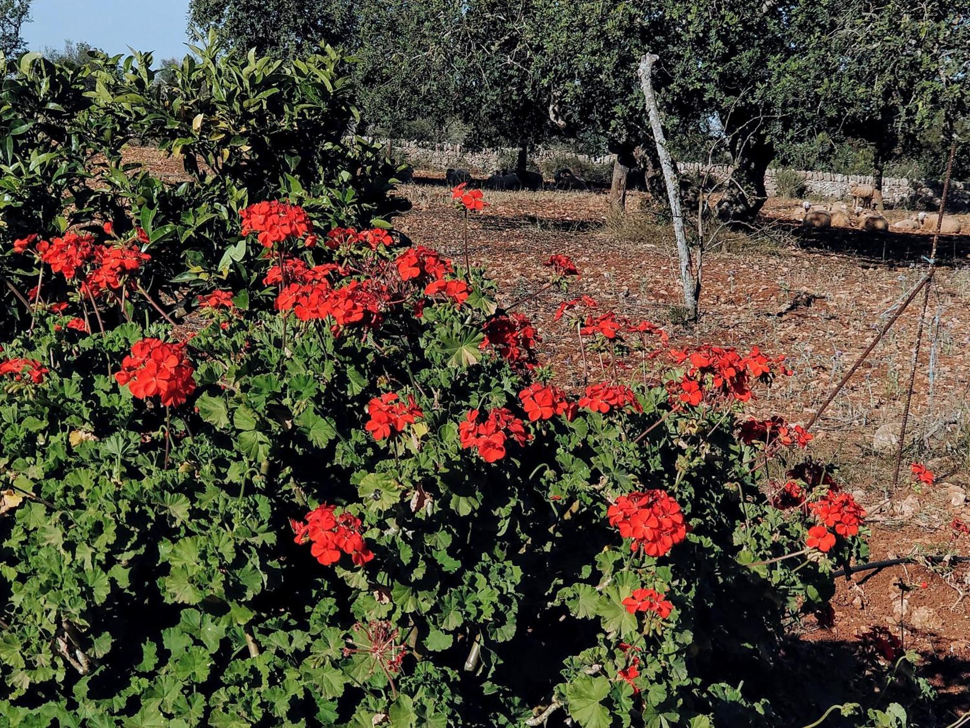 Finca Son Marimon (Adults Only) Santanyi Bagian luar foto